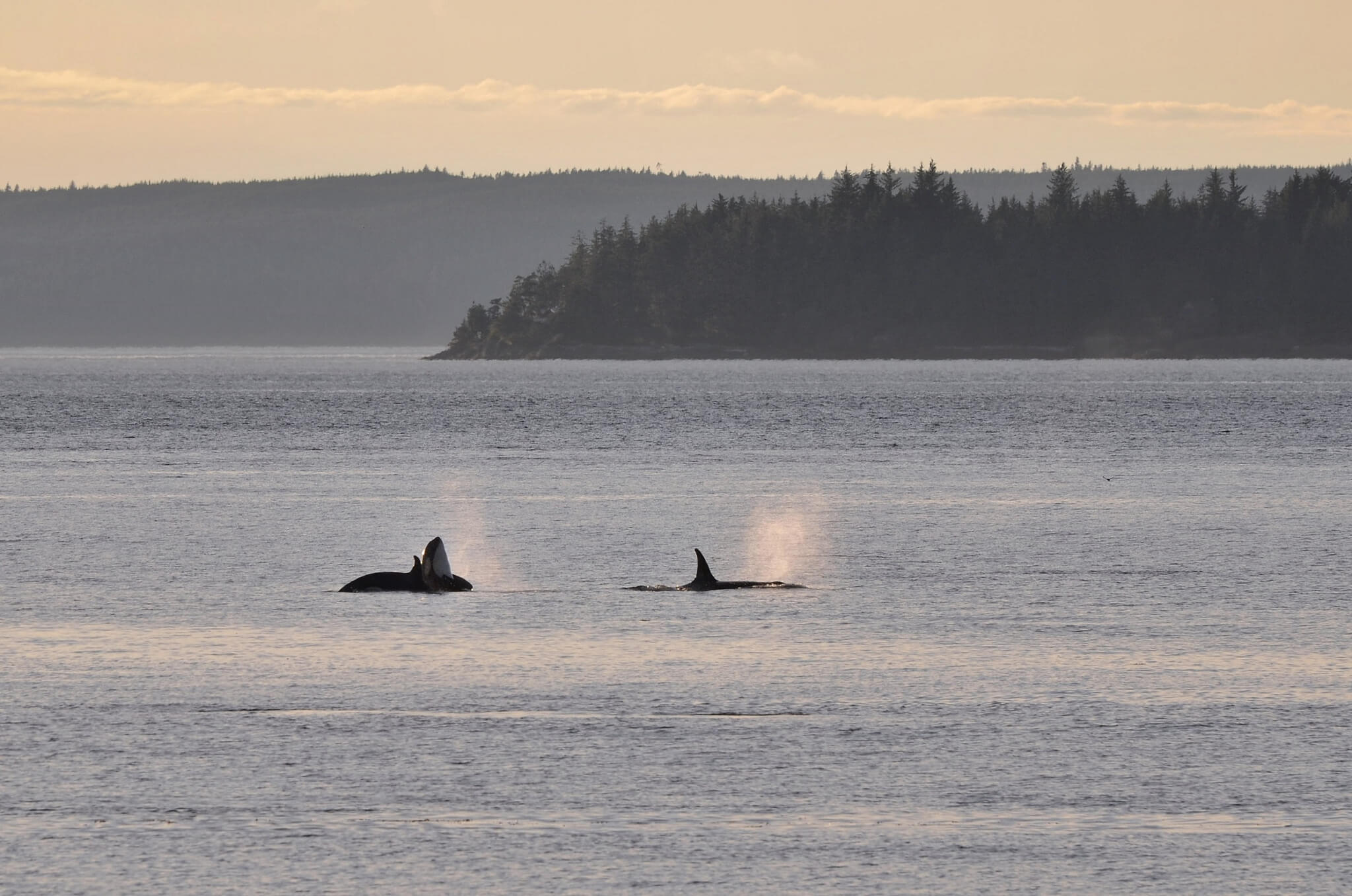 Partir voir des orques, cela se mérite. Et parfois, on les aperçoit que de loin. Mais c'est déjà formidable !