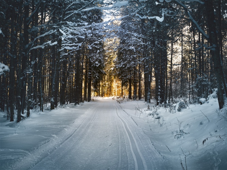 Piste de fond à travers les sapins