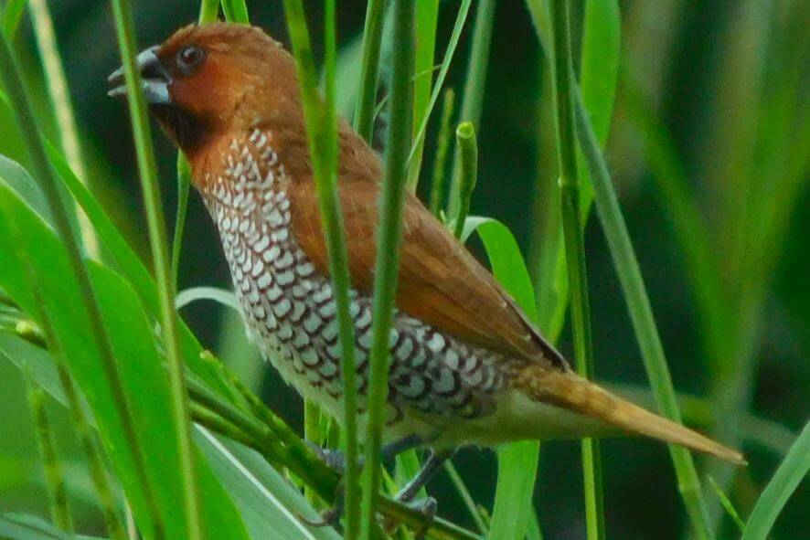 Guadeloupe faune antillaise - Les îles françaises d'outre-mer : où et quand partir pour les vacances ?