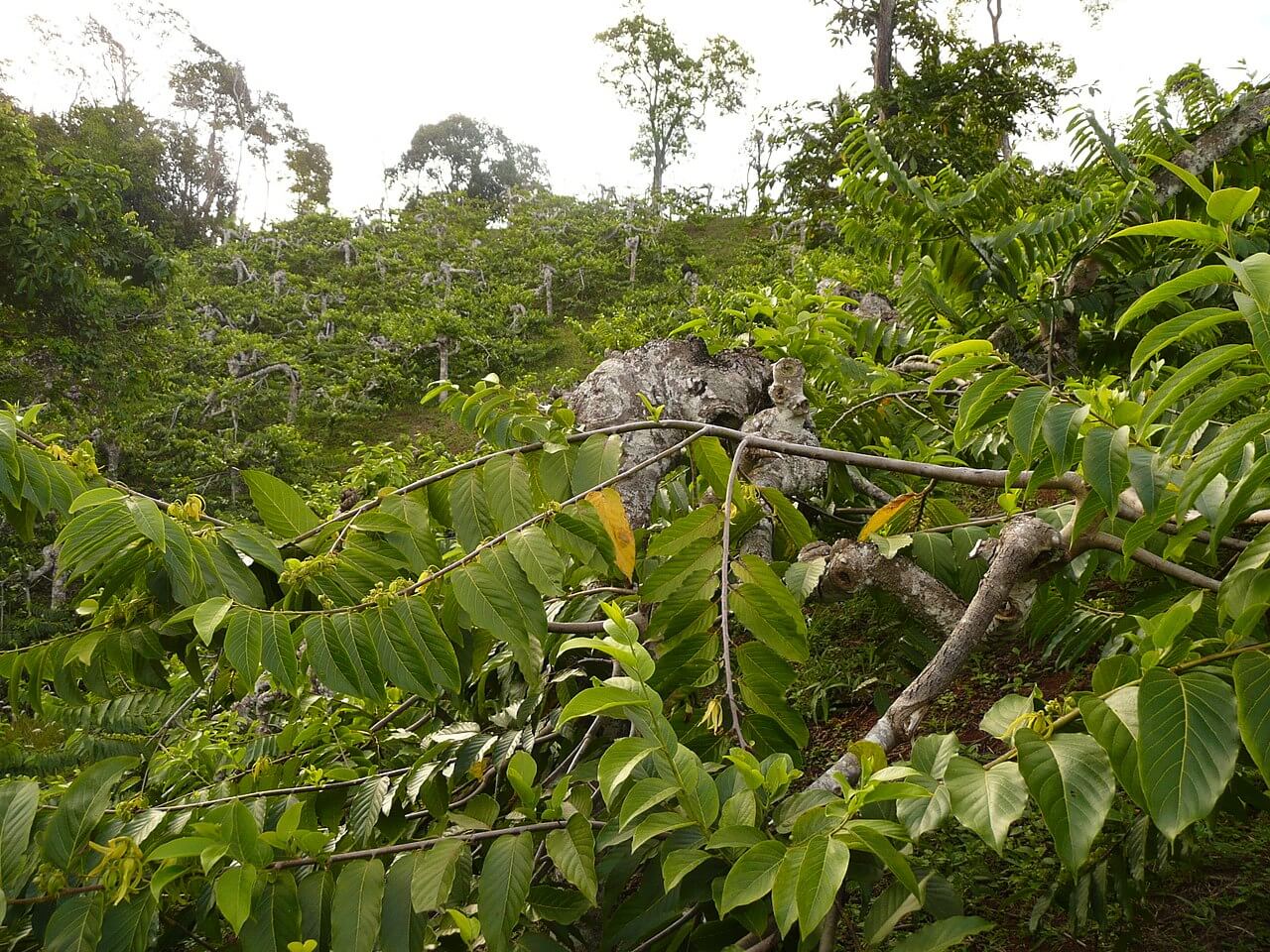 Mayotte culture dYlang ylang à Combani - Les îles françaises d'outre-mer : où et quand partir pour les vacances ?