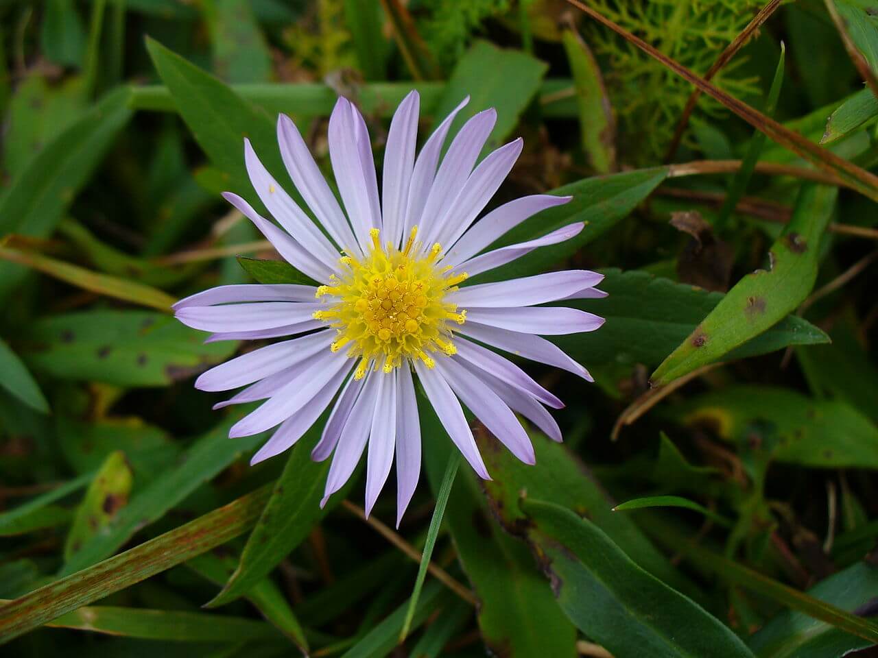 Saint Pierre et Miquelon Flore - Les îles françaises d'outre-mer : où et quand partir pour les vacances ?