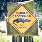Animaux Dangereux en Australie attention aux crocodiles - Animaux Dangereux en Australie : faut-il avoir peur d'aller en Australie ? La réponse est Non, mais soyez prudent...