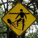 Animaux Dangereux en Australie attention cuboméduses - Animaux Dangereux en Australie : faut-il avoir peur d'aller en Australie ? La réponse est Non, mais soyez prudent...