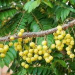 Longan Cambodge - Quels fruits trouve-t-on au Cambodge et à quelles saisons ?