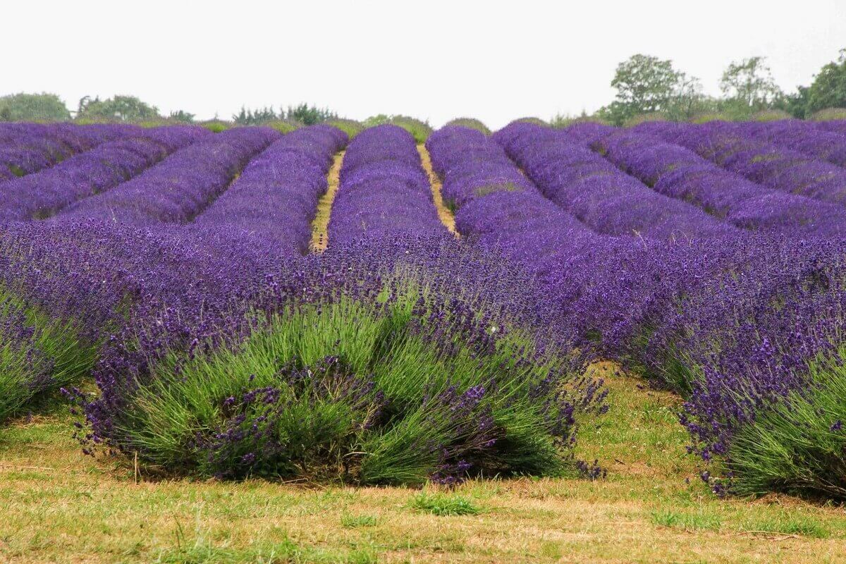 lavende londres insolite