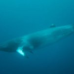 Où et Quand observer des baleines en Islande ? 14 Petit rorqual - Où et Quand observer des baleines en Islande ?