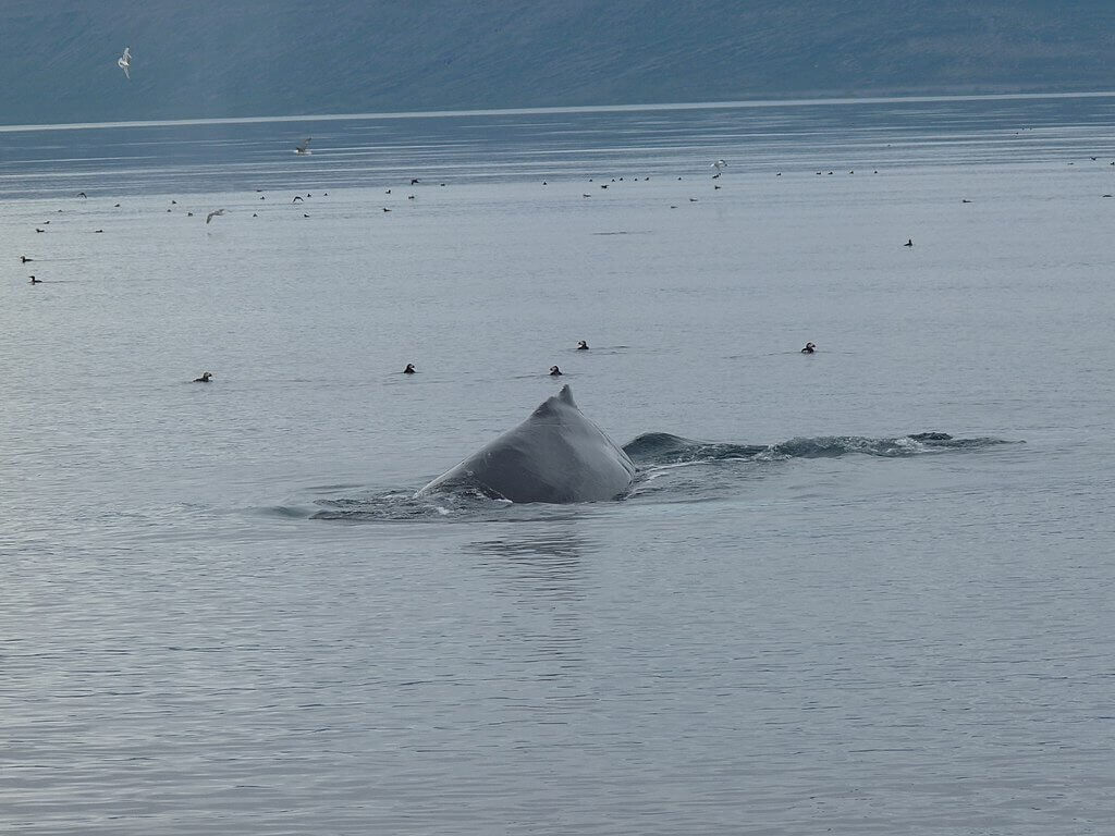 Où et Quand observer des baleines en Islande ? 18 baleine en Islande 2 - Où et Quand observer des baleines en Islande ?