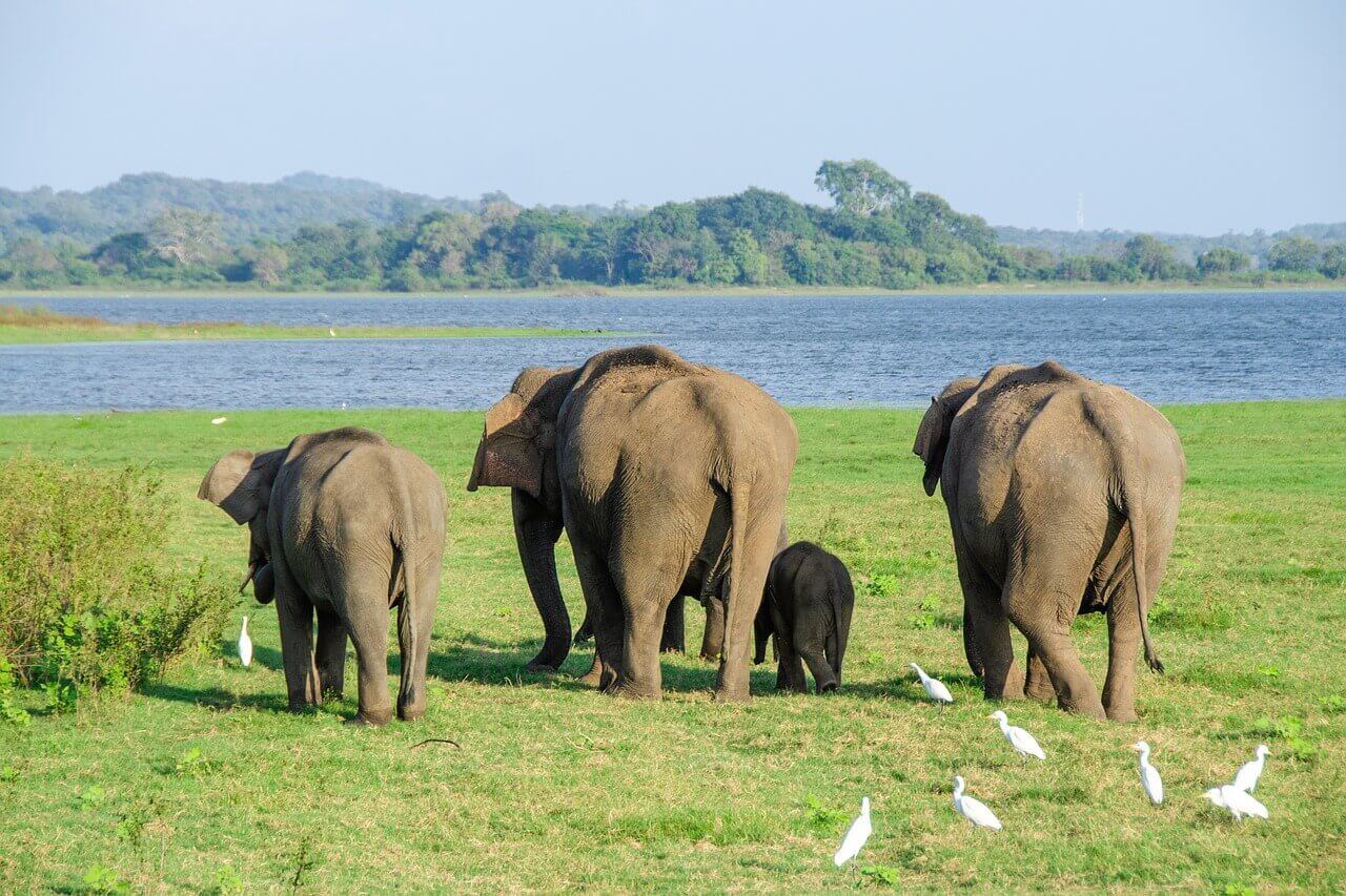 Faire un Safari au Sri Lanka : conseils pour vivre la meilleure expérience ! 6 elephant Minneriya - Faire un Safari au Sri Lanka : conseils pour vivre la meilleure expérience !