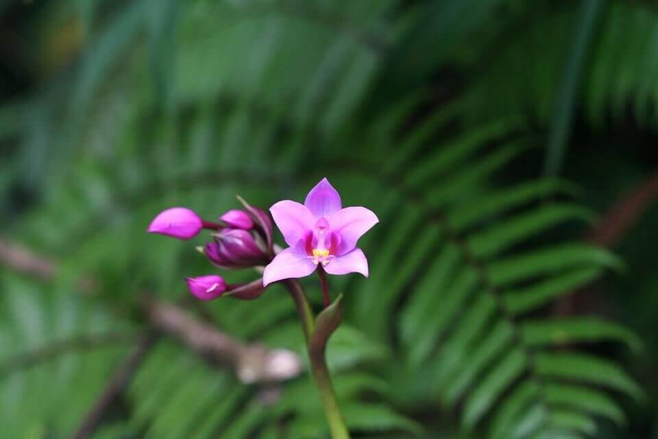 fleur saison des pluies en guadeloupe