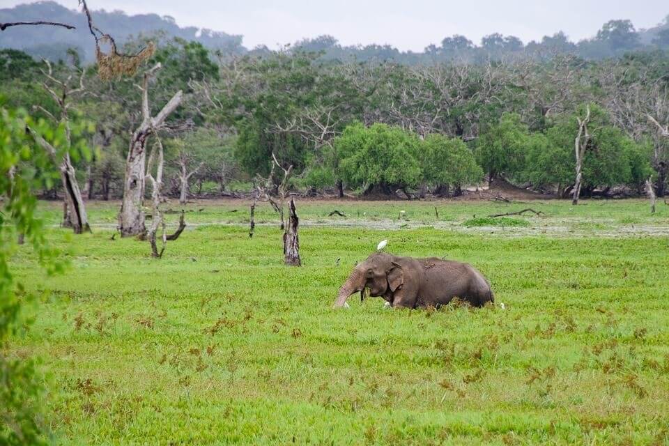 Faire un Safari au Sri Lanka : conseils pour vivre la meilleure expérience ! 5 éléphant safari au sri lanka