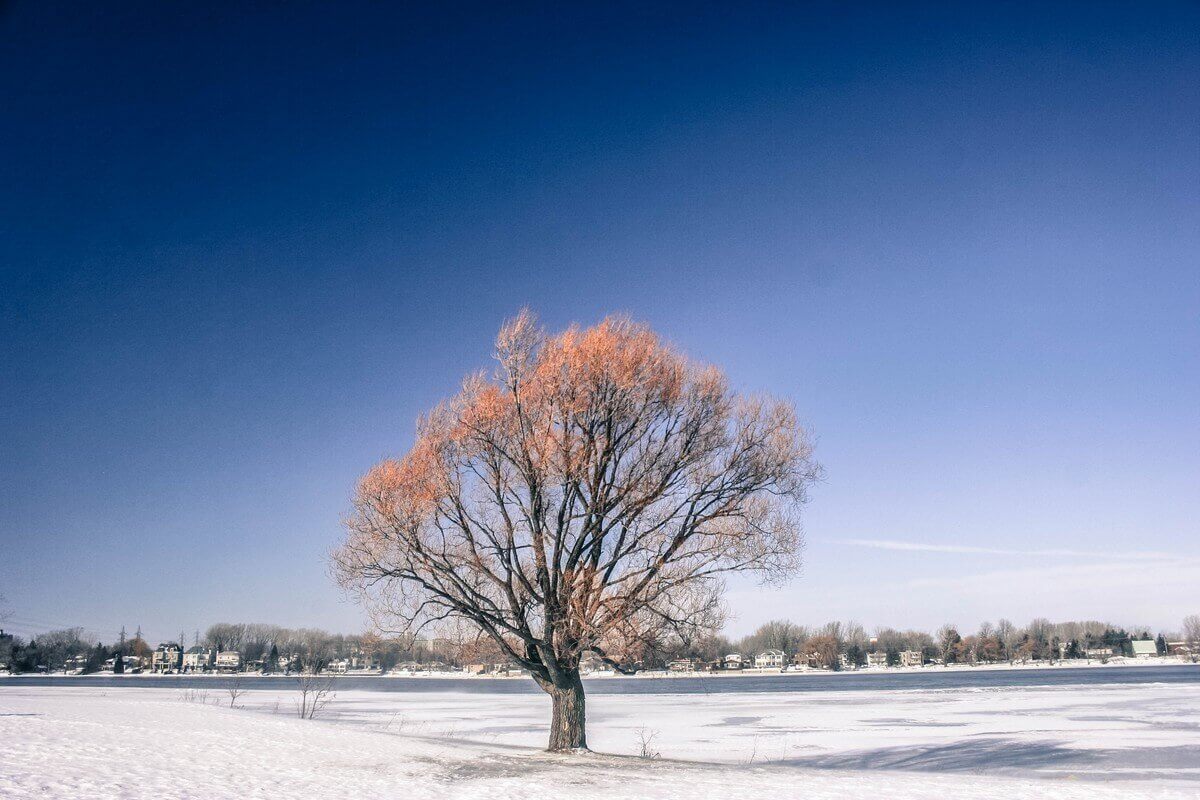 montreal en hiver