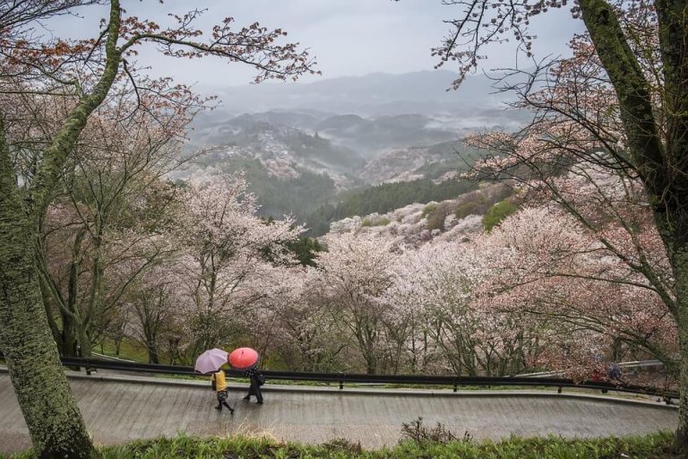 japonais parapluie paysage montagne saison des pluies japon