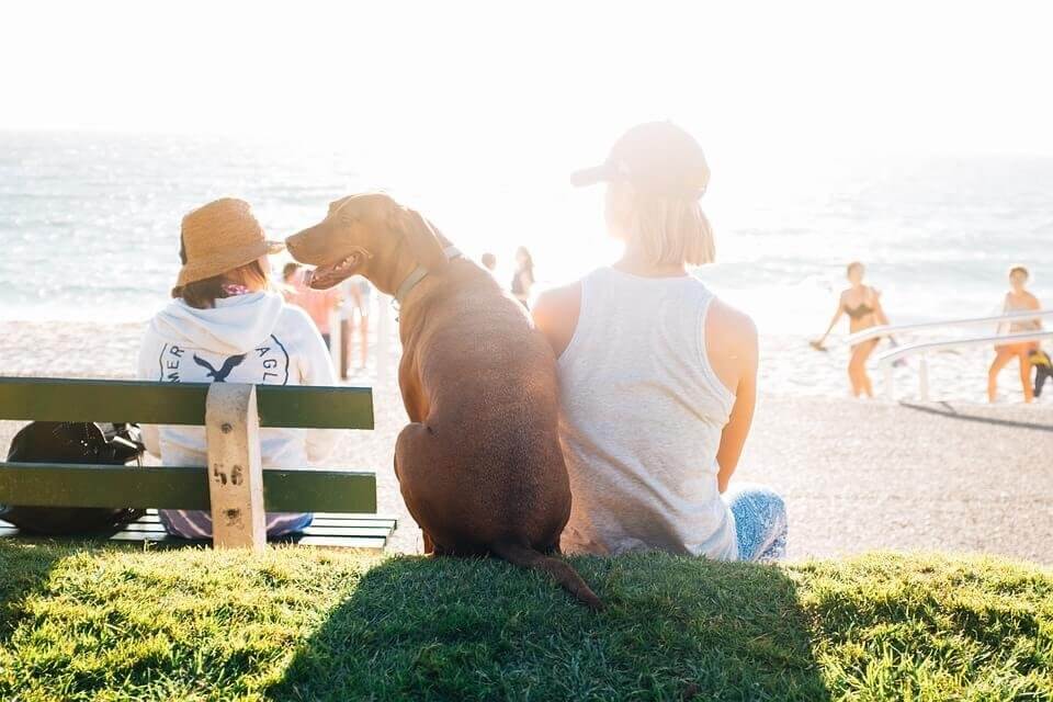 Comment faire pour voyager avec son chien à l'étranger ? Tous nos conseils pratiques et utiles 7 plage voyager à l'étranger avec son chien