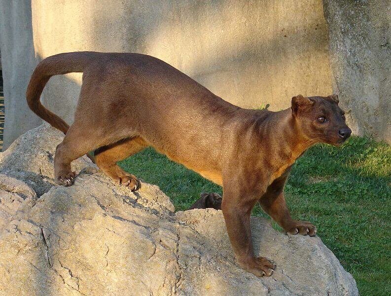 fossa animaux de Madagascar