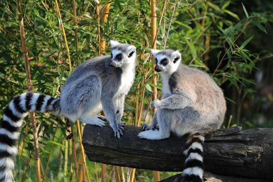 lemurien maki animaux de Madagascar
