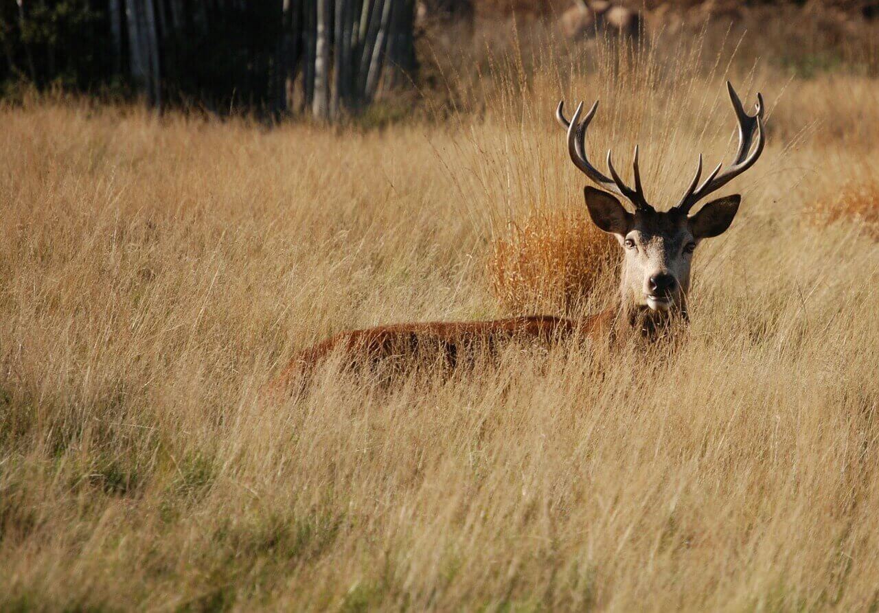 Découvrez Londres hors des sentiers battus ! 12 lieux et activités à ne pas manquer ! 7 cerf richmond park londres hors des sentiers battus