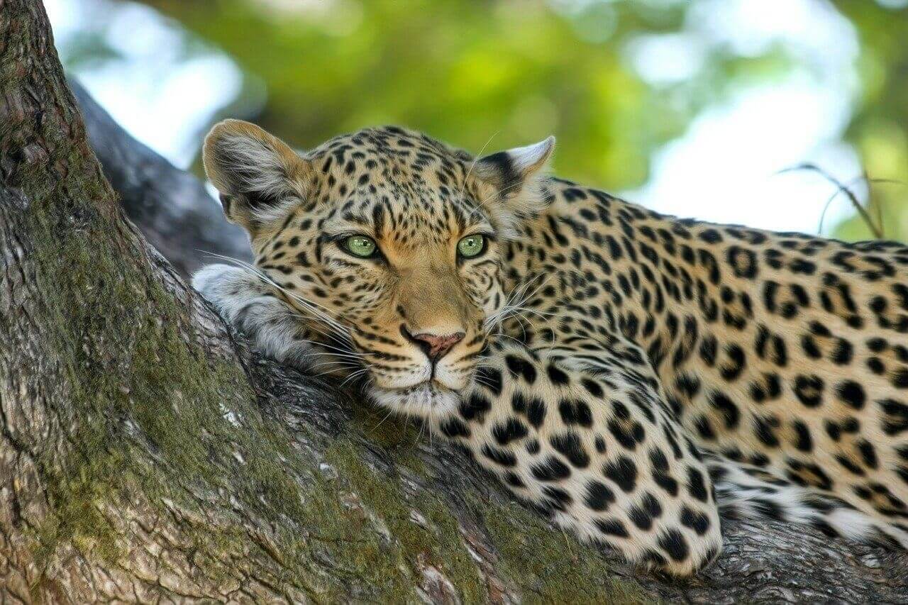 leopard safari au botswana