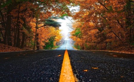 route automne feuilles arbres organiser un road trip