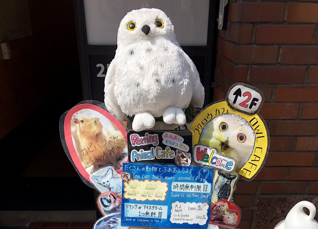 cafe chouette japon - 8 expériences inédites à vivre uniquement au Japon