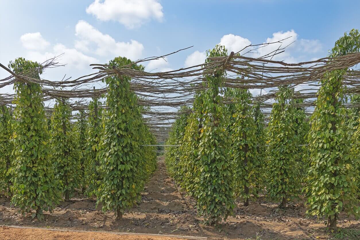 3bis poivre noir sur la plantation. Phu Quoc - Que faire, comment aller et où dormir à Phú Quoc ? Le guide complet de l’île émeraude du Vietnam