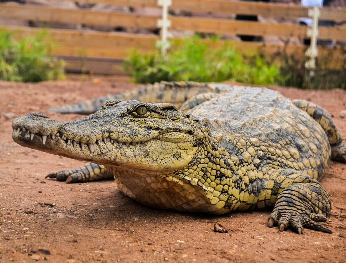 5. Visiter le parc zoologique Crocoparc - Que faire à Agadir ? 7 incontournables et 5 lieux secrets à découvrir (absolument !)