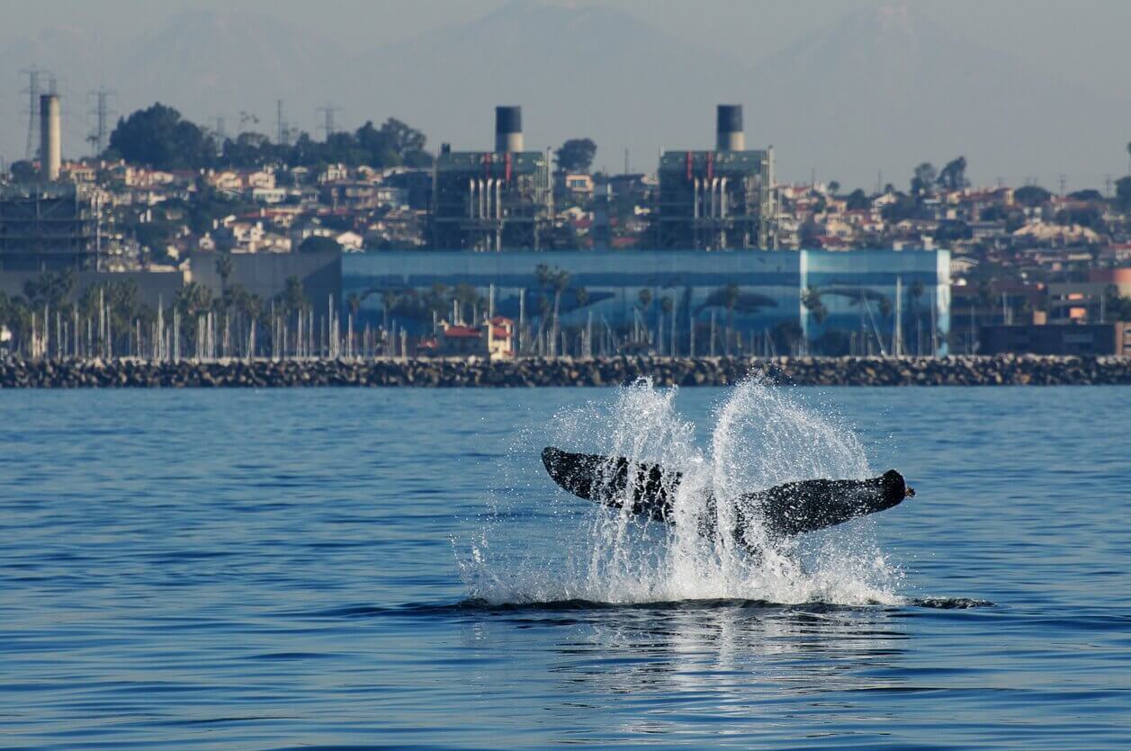 7 baleines Redondo Beach Calif - Que faire à Los Angeles ? 13 activités incontournables et 3 lieux secrets à visiter
