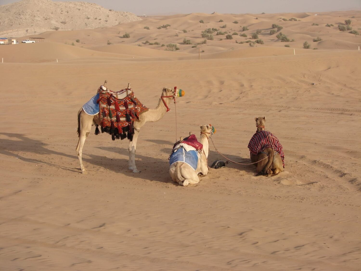 Les chameaux prets C3A0 C3AAtre montC3A9s scaled - Que faire dans le désert de Dubaï ? Pour les amateurs de sensations fortes ou pour faire une escapade féerique