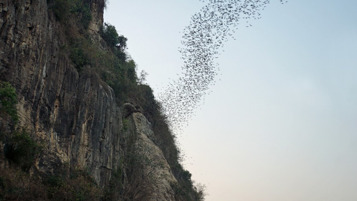 chauves souris - Que faire à Battambang au Cambodge ? 10 activités, visites et lieux à voir incontournables (et inédits)