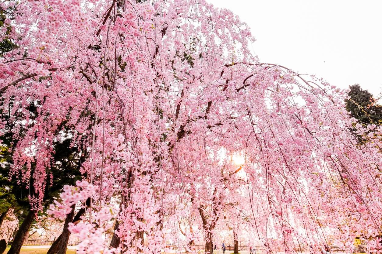 Festival des cerisiers en fleur de Hwagae - Où et Quand aller voir les cerisiers en fleur en Corée du Sud : les spots incontournables et les endroits moins connus