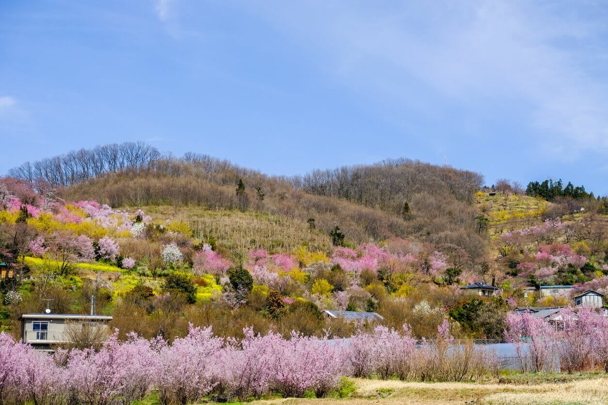 Hanamiyama Fukushima - Où et quand aller voir les cerisiers en fleur au Japon : les 10 spots incontournables et les endroits moins connus