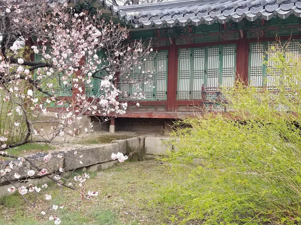 Le palais Changgyeonggung - Où et Quand aller voir les cerisiers en fleur en Corée du Sud : les spots incontournables et les endroits moins connus