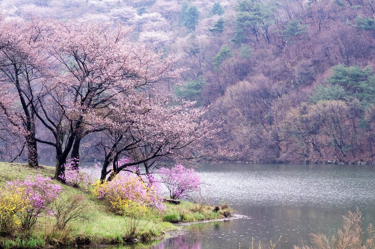 Le parc du lac dIlsan - Où et Quand aller voir les cerisiers en fleur en Corée du Sud : les spots incontournables et les endroits moins connus