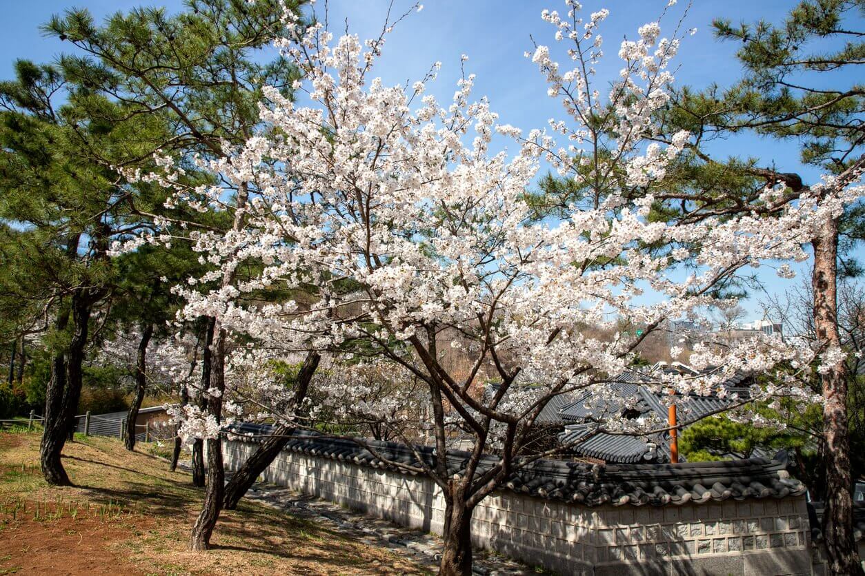 Les cerisiers du mont Namsan - Où et Quand aller voir les cerisiers en fleur en Corée du Sud : les spots incontournables et les endroits moins connus