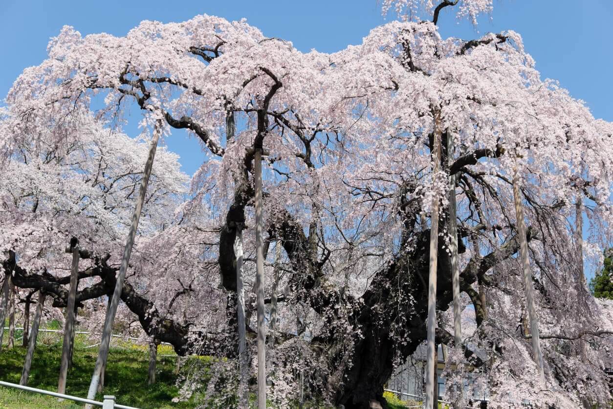 Miharu Takizakura - Où et quand aller voir les cerisiers en fleur au Japon : les 10 spots incontournables et les endroits moins connus