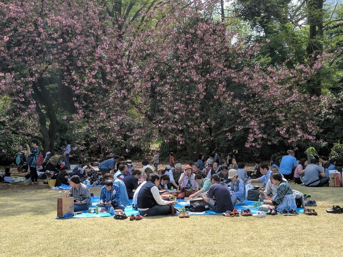 Shinjuku Gyoen Tokyo - Où et quand aller voir les cerisiers en fleur au Japon : les 10 spots incontournables et les endroits moins connus
