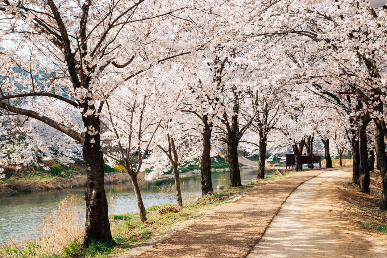 Yeongdeungpo Yeouido Festival des fleurs de printemps - Où et Quand aller voir les cerisiers en fleur en Corée du Sud : les spots incontournables et les endroits moins connus