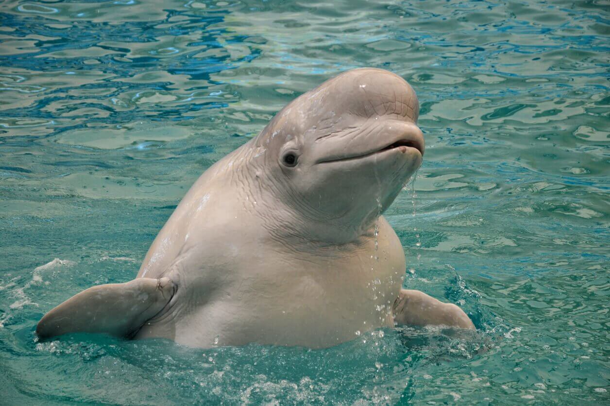 béluga - Top 25 des animaux les plus bizarres ! Et où les observer dans le monde ! 