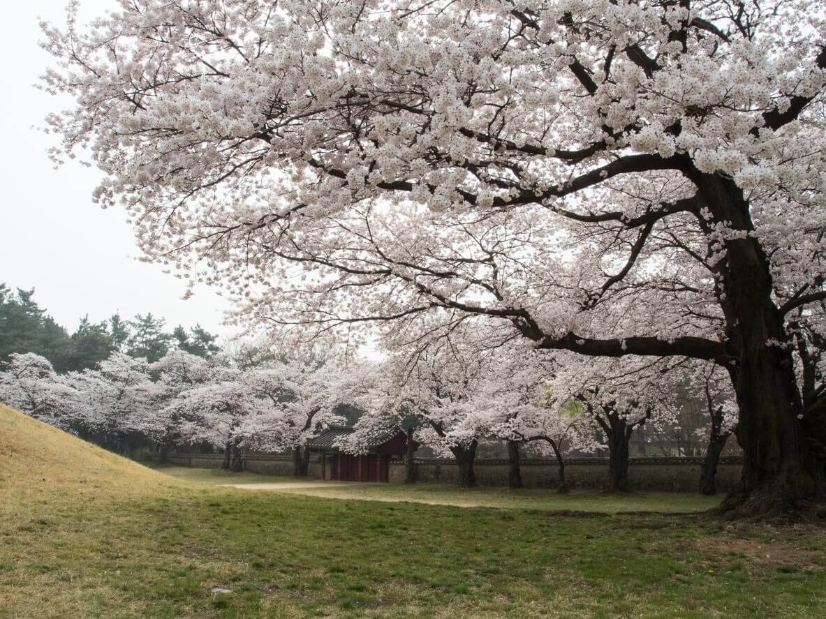 cerisiers Gyeongju - Où et Quand aller voir les cerisiers en fleur en Corée du Sud : les spots incontournables et les endroits moins connus