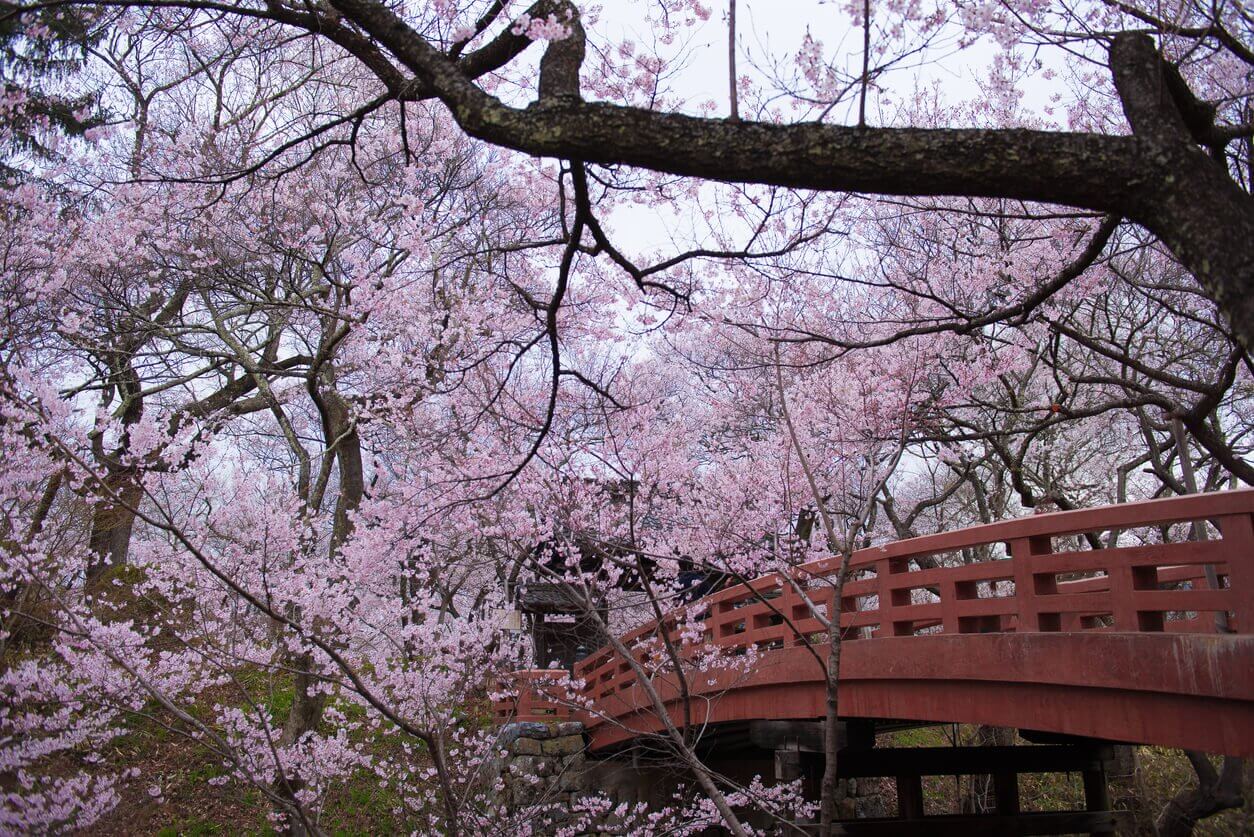 château de Takato Nagano - Où et quand aller voir les cerisiers en fleur au Japon : les 10 spots incontournables et les endroits moins connus