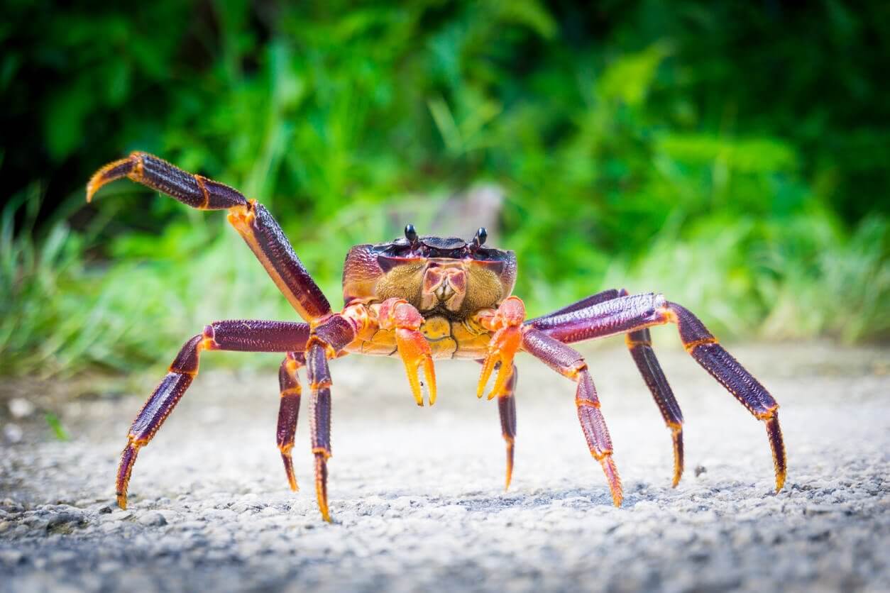 crabe de cocotier - Top 25 des animaux les plus bizarres ! Et où les observer dans le monde ! 