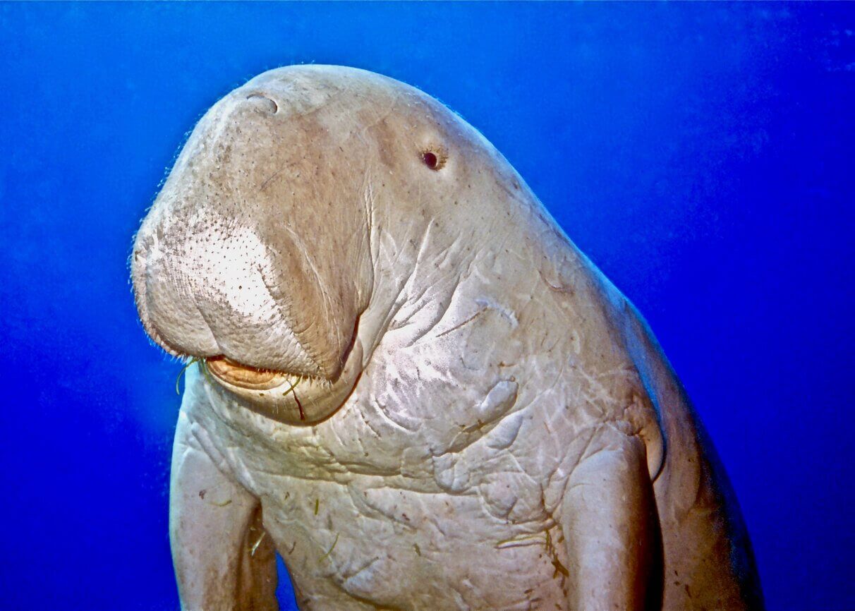 dugong - Top 25 des animaux les plus bizarres ! Et où les observer dans le monde ! 