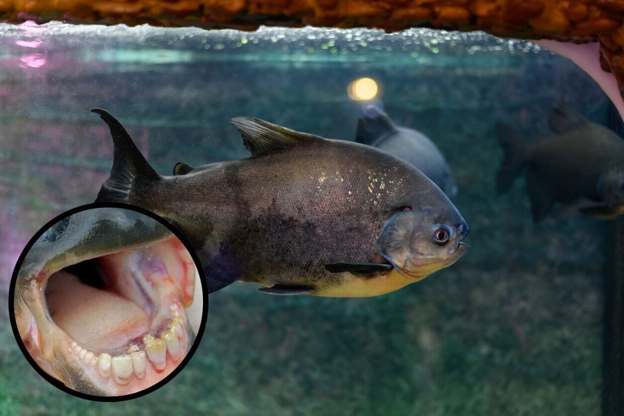 pacu - Top 25 des animaux les plus bizarres ! Et où les observer dans le monde ! 