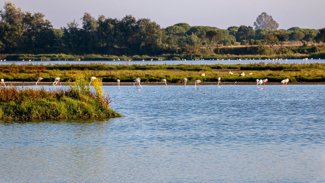 parc naturel de Doñana - Les 8 plus beaux parcs naturels à voir en Espagne