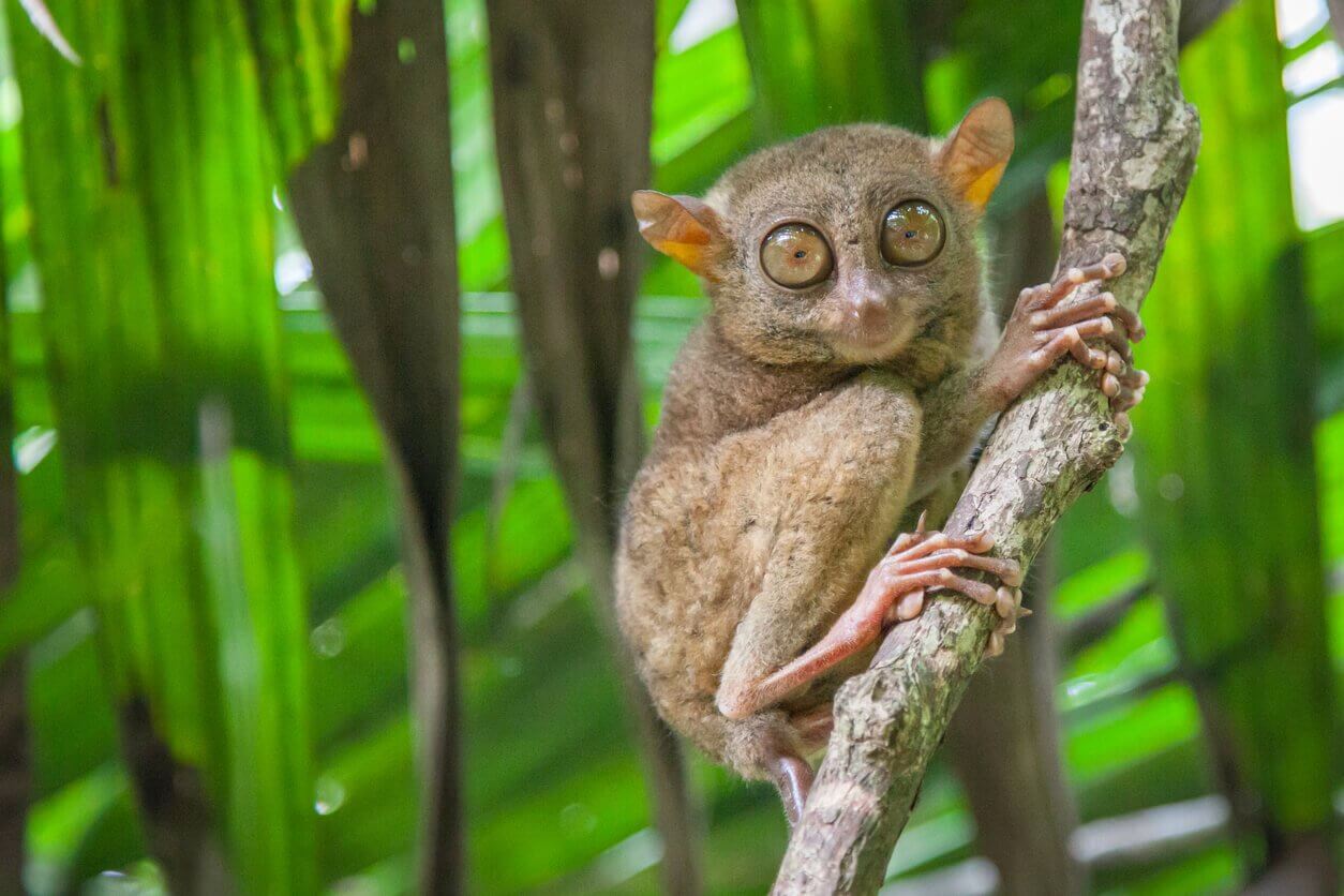 tarsier - Top 25 des animaux les plus bizarres ! Et où les observer dans le monde ! 