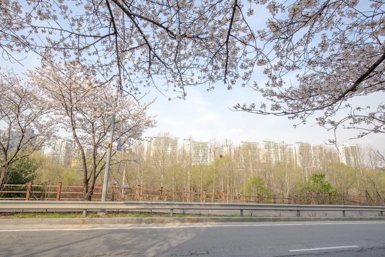 tunnel des cerisiers en fleurs de la route Yeouiseo ro - Où et Quand aller voir les cerisiers en fleur en Corée du Sud : les spots incontournables et les endroits moins connus
