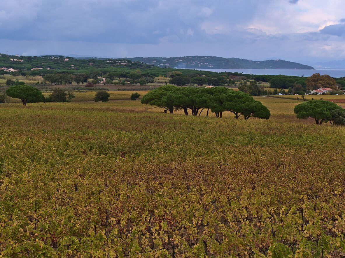 vignes ramatuelle 1 - Que faire et que voir à Ramatuelle (et environs) ? Les meilleures activités et visites