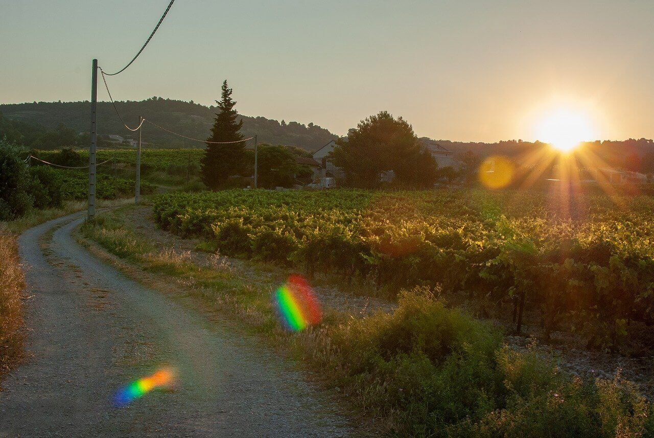 vignes - Les 8 meilleures idées de week-end dans le Languedoc-Roussillon  
