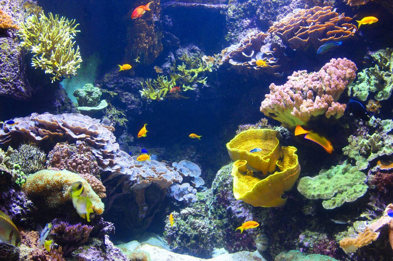 Les 10 meilleurs aquariums à visiter en France en famille ! 4 LAquarium de La Rochelle - Les 10 meilleurs aquariums à visiter en France en famille !