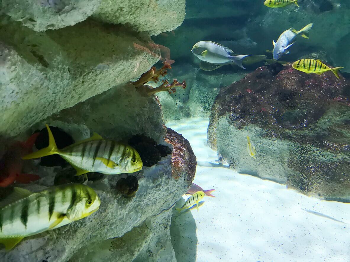 Océanarium de Montpellier - Les 10 meilleurs aquariums à visiter en France en famille !