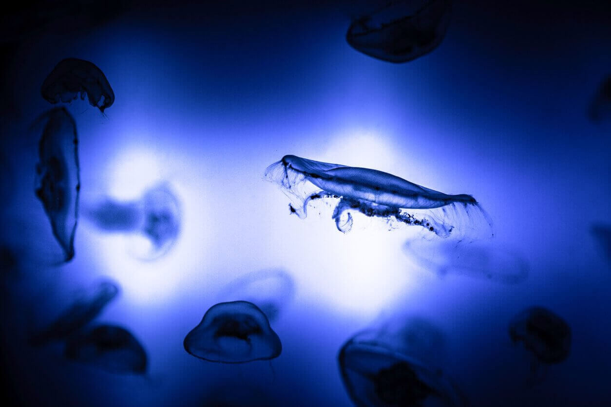 Les 10 meilleurs aquariums à visiter en France en famille ! 8 meduses Aquarium de Saint Malo - Les 10 meilleurs aquariums à visiter en France en famille !